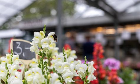 Gartenzentrum Heinrich Schneede in Neumünster Angebote