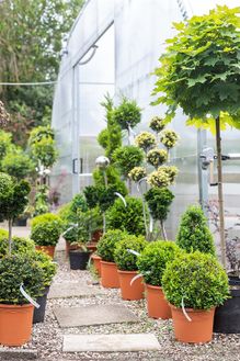 Gartenzentrum Heinrich Schneede in Neumünster Baumschule