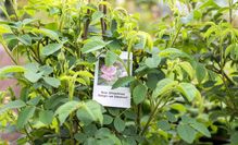 Gartenzentrum Heinrich Schneede in Neumünster Baumschule