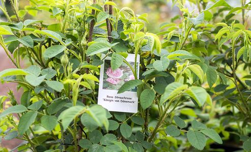 Gartenzentrum Heinrich Schneede in Neumünster Baumschule