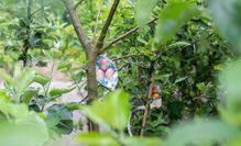 Gartenzentrum Heinrich Schneede in Neumünster Baumschule