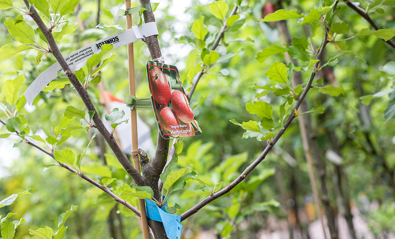 Gartenzentrum Heinrich Schneede in Neumünster Baumschule