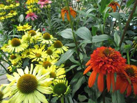 Gartenzentrum Heinrich Schneede in Neumünster Angebote