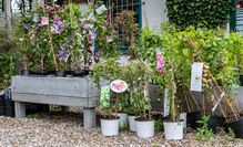 Gartenzentrum Heinrich Schneede in Neumünster Baumschule