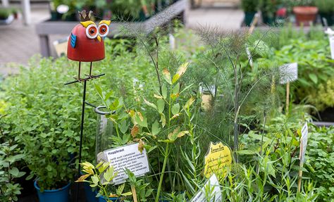 Gartenzentrum Heinrich Schneede in Neumünster Angebote