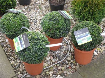 Gartenzentrum Heinrich Schneede in Neumünster