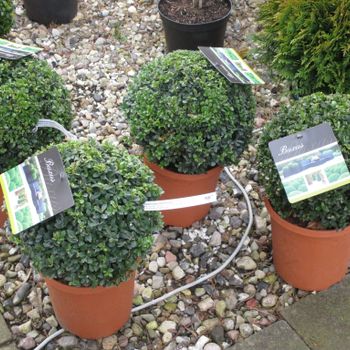 Gartenzentrum Heinrich Schneede in Neumünster Baumschule